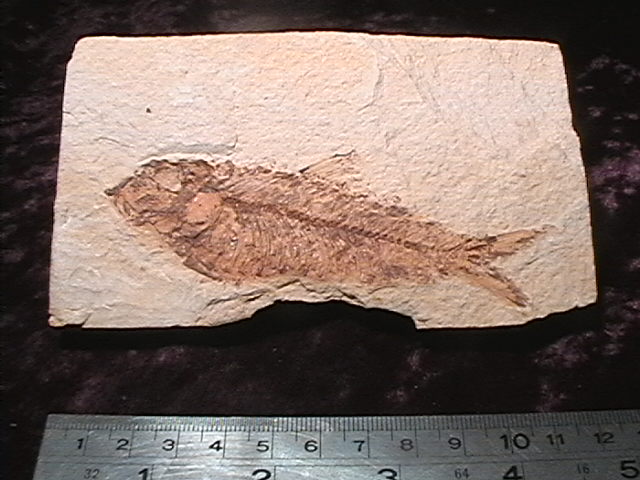 Fossil - Fish - Knightia - 120mm - Click Image to Close